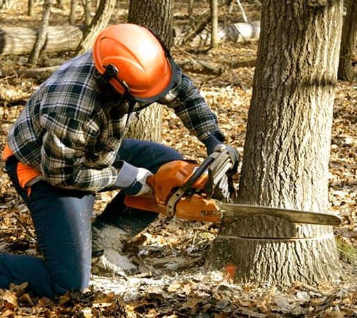 Tree Removal in Smock, PA